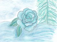 Icy rose
